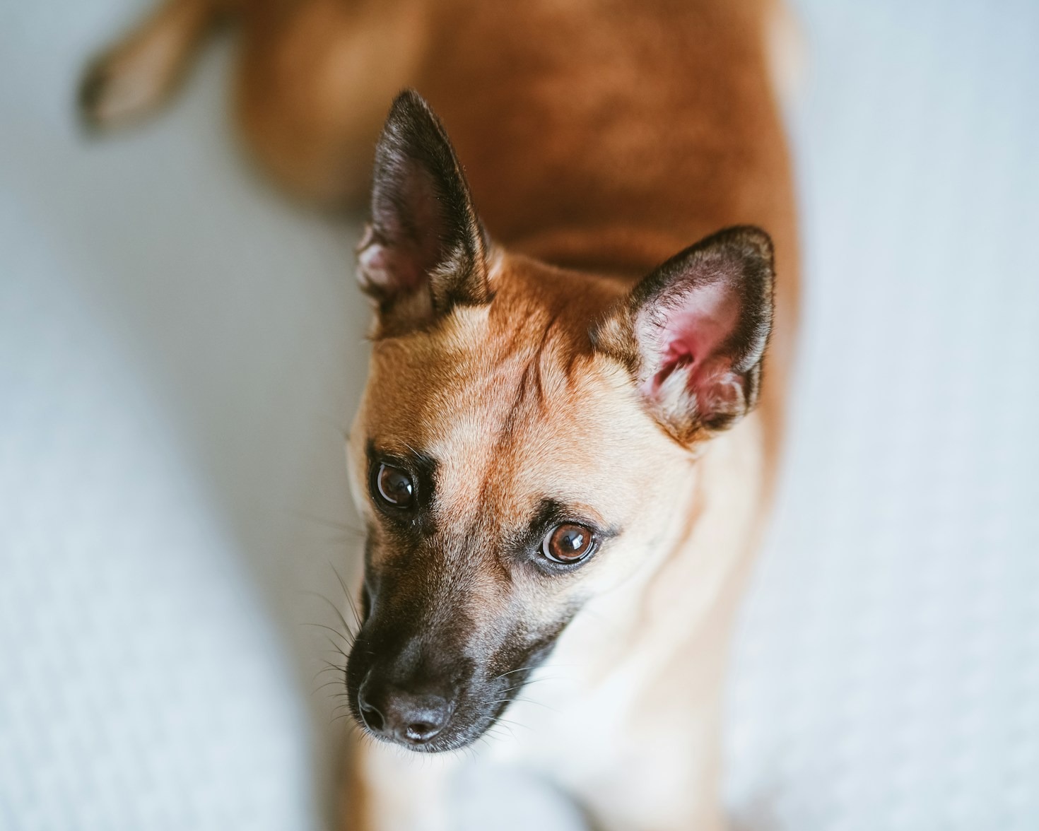 Inspirujące pomysły na prezent dla właścicieli psów i kotów